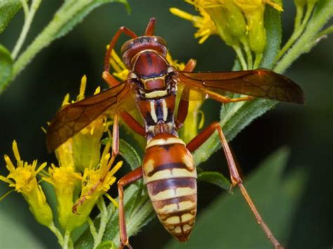 wasps and hornets in texas